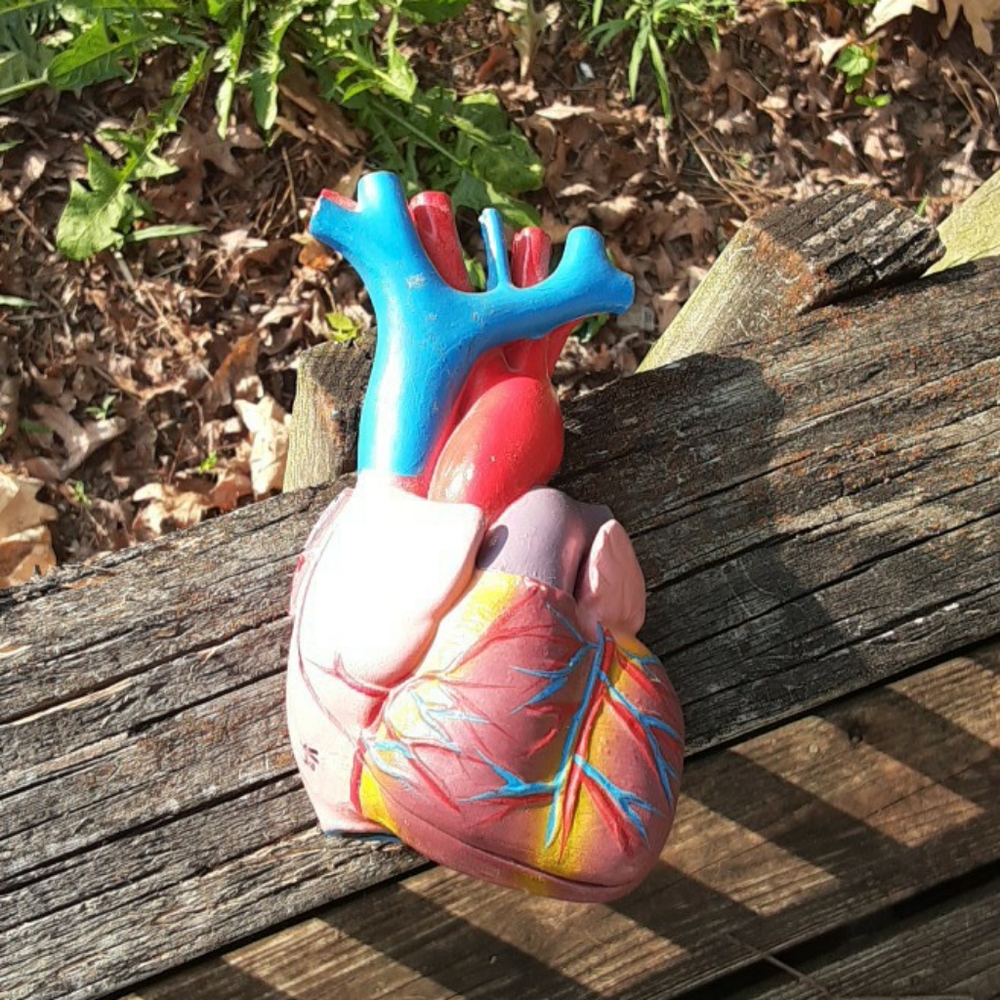anatomical heart
